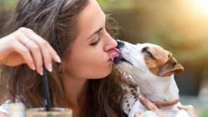 Proč lidé nemohou políbit zvířata a ptáky